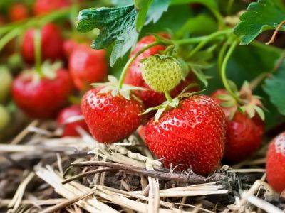 Simple tips for maintaining strawberry plants - theprovince.com