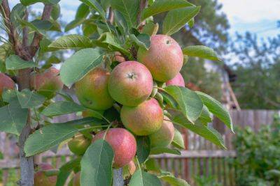 Try These Special Trees for Fruit in Small Spaces - treehugger.com