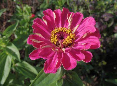 A guide to Zinnias - theenglishgarden.co.uk