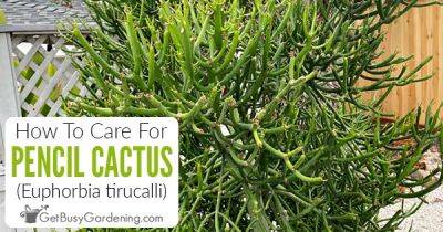 How To Care For Pencil Cactus (Euphorbia tirucalli) - getbusygardening.com - India - South Africa