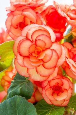 6 Reasons Why Begonia Flowers Should Be in Every Garden - bhg.com