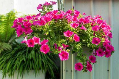 The Best Plants For Hanging Baskets - southernliving.com - city Boston