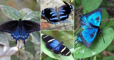 30 Most Beautiful Black and Blue Butterflies - balconygardenweb.com - state Florida