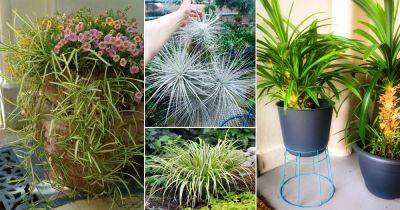 9 Stunning Plants that Look Like Spider Plants - balconygardenweb.com