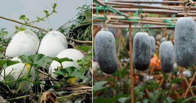 Growing Ash Gourd Guide | How to Grow Ash Gourd - balconygardenweb.com - China - India - Japan