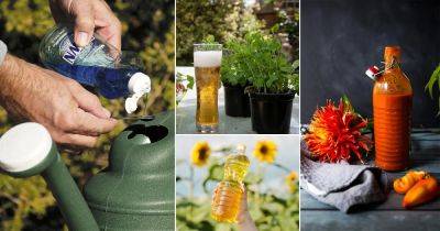 13 Common Items in Home to Solve All of Pest Problems in Garden - balconygardenweb.com - county Garden