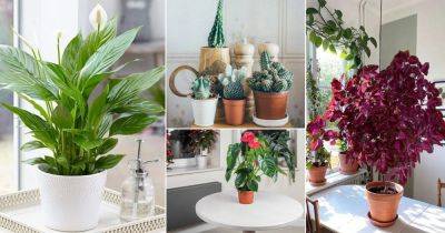 14 Indoor Plants that Grow from Seeds - balconygardenweb.com