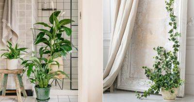 10 Houseplants for Healthy Lungs (Proven By Science) - balconygardenweb.com - Usa - China - city Sansevieria