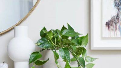 Pothos plant: How to care for and propagate the fuss-free houseplant | House & Garden - houseandgarden.co.uk - South Africa - Australia - county Pacific