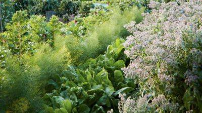 How to design an ornamental vegetable garden | House & Garden - houseandgarden.co.uk - France - Scotland