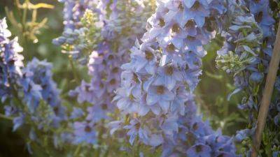 Delphinium: How to plant, grow and care for Delphinium flowers | House & Garden - houseandgarden.co.uk - Britain - France