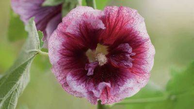 Hollyhock: How to grow, care and plant hollyhocks | House & Garden - houseandgarden.co.uk - Britain - Egypt - Turkey