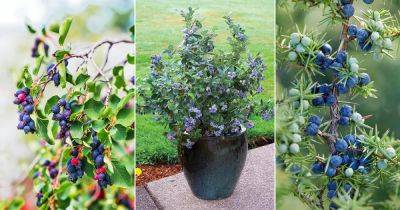 15 Best Blue Fruits | Delicious Blue Fruits that are Blue - balconygardenweb.com - Usa - state California