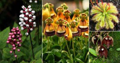 17 Striking Plants that Look Like Aliens - balconygardenweb.com