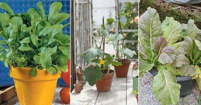 18 Fast Growing Vegetables for Quick Harvest (Grown in Containers Too) - balconygardenweb.com