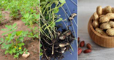 How Do Peanuts Grow | Peanuts Growing Guide - balconygardenweb.com - Usa - China - India