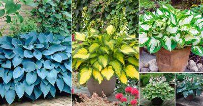 21 Colorful Hostas You Must Plant in Your Garden - balconygardenweb.com