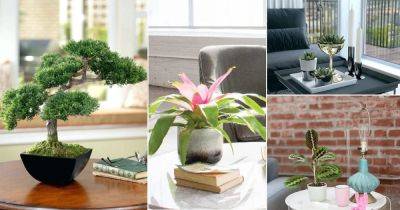 21 Best Coffee Table Plants To Grow Indoors - balconygardenweb.com - city Sansevieria