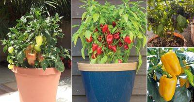 21 Types of Bell Pepper Varieties - balconygardenweb.com - Italy - Mexico