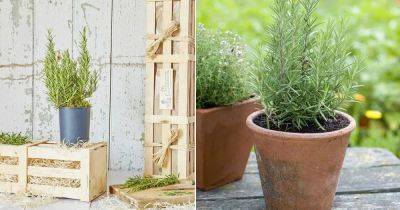 Growing Rosemary In Pots | Rosemary Plant Care - balconygardenweb.com