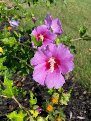 Bring on the Heat—Bring on the Blooms with Rose-of-Sharon - hgic.clemson.edu