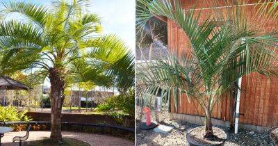 Mule Palm Tree Care and Growing Information - balconygardenweb.com - state Florida
