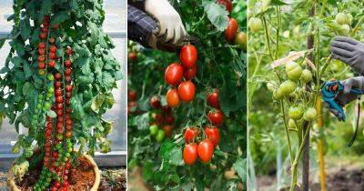 Pro Tips on Pruning Tomato Plants for Bumper Harvest - balconygardenweb.com