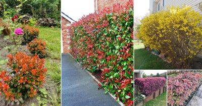 31 Best Colorful Hedge Plants | Hedges with Colored Leaves - balconygardenweb.com