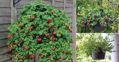 6 Delicious Fruits You Can Grow in Hanging Baskets - balconygardenweb.com