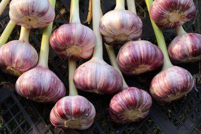 Tips for Growing Garlic in Warm Climates - gardenerspath.com - Usa - county Pacific