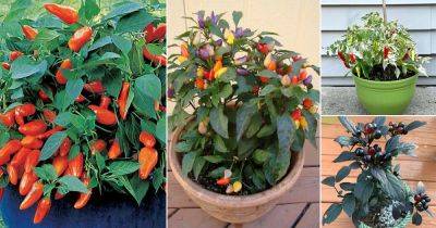 15 Types of Ornamental Pepper Varieties | Can You Eat Ornamental Peppers? - balconygardenweb.com