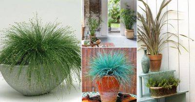 9 Trendy Ornamental Indoor Grass | Grass Houseplants - balconygardenweb.com - Japan