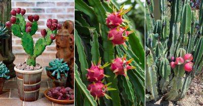 8 Exotic Fruits that Grow on Cactus - balconygardenweb.com