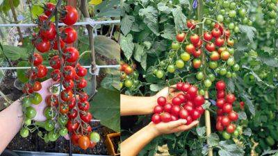 Number One Technique to Produce Sweeter Tomatoes | How to Grow Sweet Tomatoes - balconygardenweb.com - state Missouri