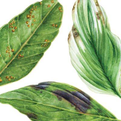 Learn to Spot and Treat Summer Plant Diseases - finegardening.com