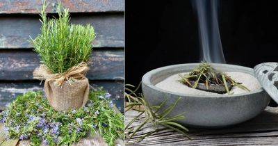 Burning Rosemary for 9 Amazing Benefits in Home & Garden - balconygardenweb.com - Greece - Egypt