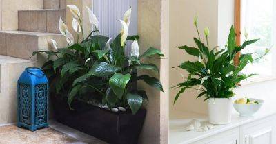 Best Peace Lily Care Tips + How to Grow Spathiphyllum Indoors - balconygardenweb.com