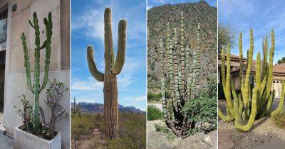 18 Amazing Cactus with Arms - balconygardenweb.com - Usa - Mexico - state California - state Arizona