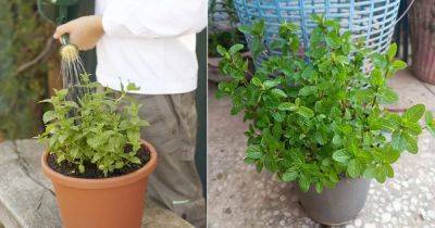 How Often to Water Mint | Mint Watering Tips - balconygardenweb.com