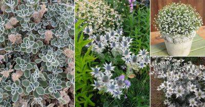 13 Best Silver Flowers that Look So Beautiful - balconygardenweb.com