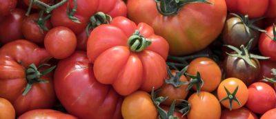 7 things you need to know about growing tomatoes - gardenersworld.com - Britain