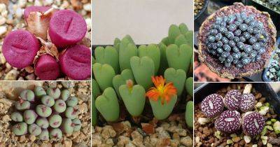 100 Best Types of Conophytum Varieties - balconygardenweb.com
