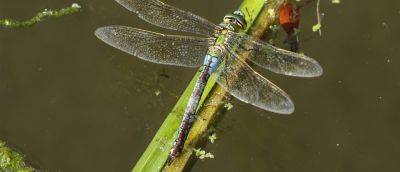 Wildlife watch: The emperor dragonfly - gardenersworld.com