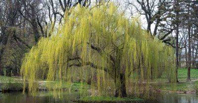 How to Grow and Care for Weeping Willows - gardenerspath.com
