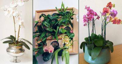 18 Orchid Planter Ideas | Best Ideas to Display Orchids - balconygardenweb.com