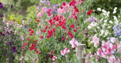 Summer of sweet peas: the struggle is worth it - irishtimes.com