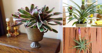 7 Best Bromeliads Anyone Can Grow Easily Indoors - balconygardenweb.com