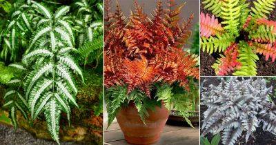 8 Best Colorful Ferns You Must Grow in the Garden - balconygardenweb.com - New Zealand - county Garden