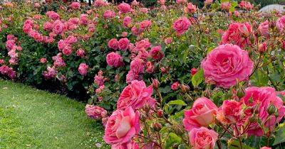 All About Kordes Roses and Their Best Flowers - gardenerspath.com - Germany - state Indiana