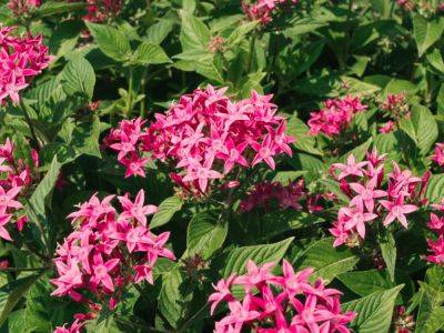 Top 10 Heat Tolerant Flowers - What Flowers Withstand Heat - gardeningknowhow.com